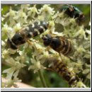 Syrphidae - Schwebfliegen 01.jpg